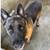 Dogs in need of a home asap 4 thumbnail
