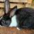 Adorable Dutch Rabbits – Perfect Pets with Personality! 3 thumbnail