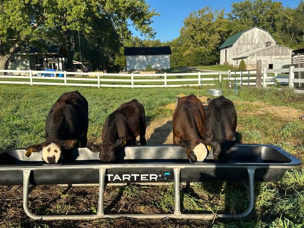 Bull calves 1