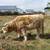Scottish Highland Cattle 10 thumbnail