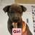 Pitsky puppies 2 thumbnail