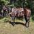 Apache Honor- AQHA all around gelding 2 thumbnail