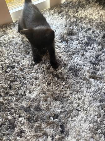Gatita negra hembra ojos verdes (Vancouver)63821689997827121