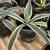 Agave Plants - multiple varieties 8 thumbnail