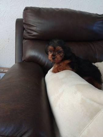 Shorkie puppy (Portsmouth)63864565753601121