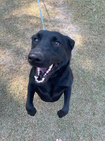 Female black lab x German shepherd (Colquitt)63873371553539120