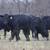 63 Fancy BLK and BWF Heifers 5 thumbnail