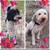 Goldendoodle puppies 8 thumbnail