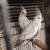 WF Pearl Cockatiels 2 thumbnail