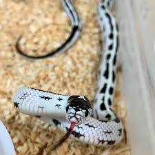Calico black and white king snake63670021213569121