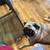 Full blooded pug 4 thumbnail