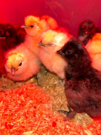 Silkie chicks 1