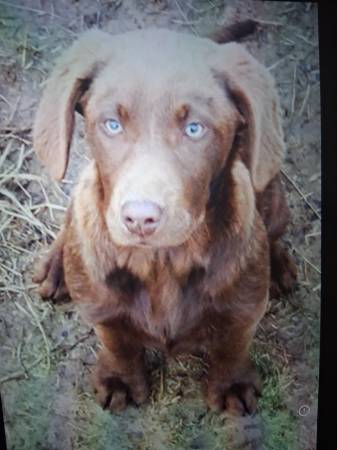 Missing labrador 1