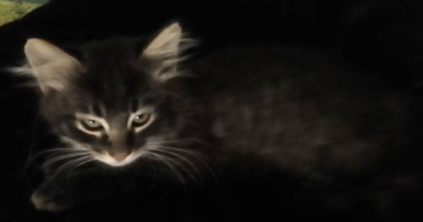 Fluffy kittens needs good home 1