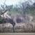 Ranch for Sale 2678 ac in Mexico, near Border Great Hunting Negotiable 6 thumbnail