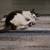 Meet Charlie - Cuddly Cat Seeking Quiet Home 4 thumbnail