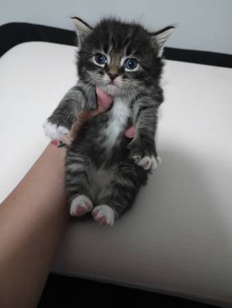 kittens (Las Vegas)63907417095554120