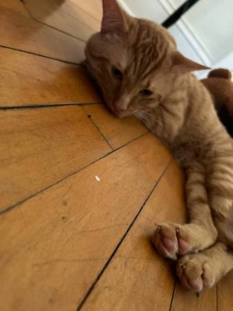 Free cats (Lakewood)63872020281347120