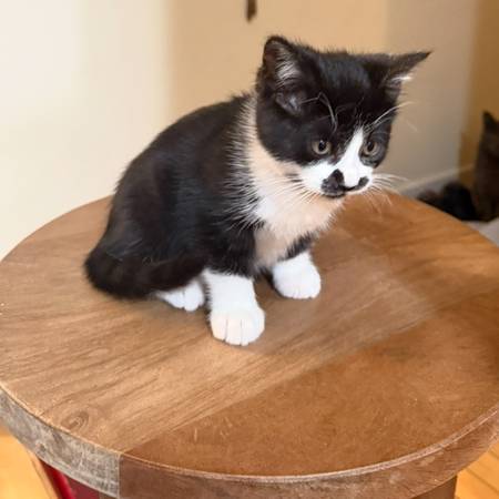 Beautiful kittens (Renton)607152435196733443