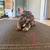 English/Frenchie Mix Puppies 7 thumbnail