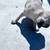 Pugs 4 thumbnail