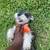 Mini schnauzer female puppy 2 thumbnail