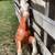 Vintage Plastic horses 8 thumbnail
