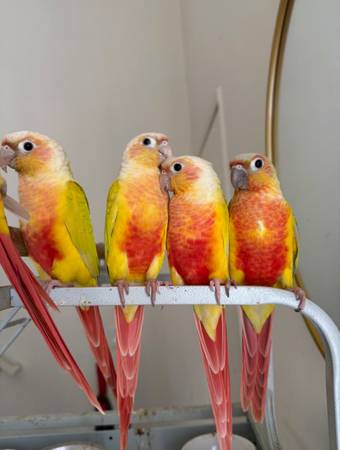 Green Cheek Conures 1