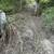 LAND CLEARING,TREE TRIMMING, GRASS CUTTING, BUSH TRIMMING, LANDSCAPING 8 thumbnail