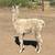 Llama Male appy color 4 thumbnail