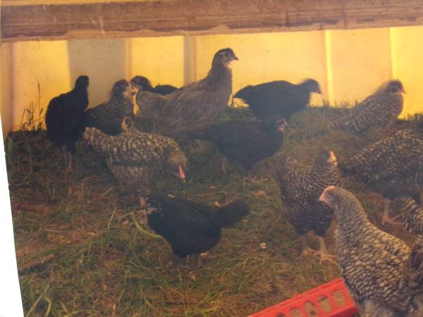 Bard Rock Chicks 1