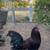 Roosters & hens 4 thumbnail