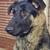 German Shepherd $75 1 thumbnail