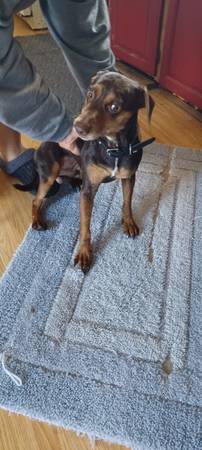Rehomeing male mix (Sullivan)63872020058497121