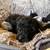 Miniature poodle puppies 3 thumbnail