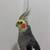 Cockatiels 9 thumbnail