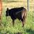 Purebred Angus Steer 2 thumbnail