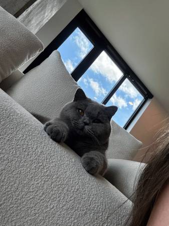 British Shorthair63853558519683121