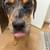 Female Merle puppy 2 thumbnail
