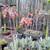 San Pedro Cactus, Succulents, plants, Bird houses, Plant boxes & more 22 thumbnail