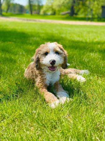 Older Mini Bernedoodle puppies looking for a good home 1