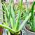 Healing Aloe Vera Plants 3 thumbnail