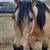 Dunskin AQHA Stallion at Stud 2026 14 thumbnail