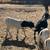 Boer Male Goats 13 thumbnail
