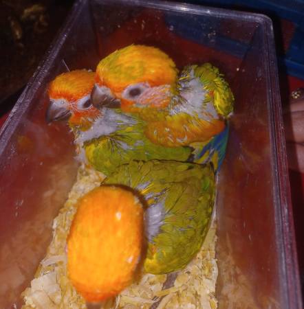 Sun Conure Babies (Bristol)63968813003523120