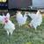Roosters 1 thumbnail