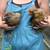 Laying Hens 7 thumbnail