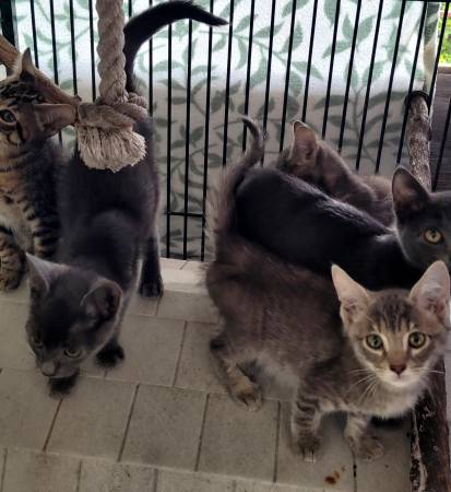 Adorable Kittens Need Home (hayward / castro valley)63696471133569123