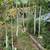 RARE SEEDS- Python snake beans 2 thumbnail