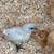 Chickens Ayam cemani 16 thumbnail